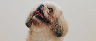 Super caldo: aiutiamo il cane